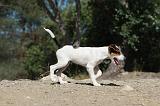 PARSON RUSSEL TERRIER 029